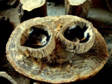 IndoGemstone Petrified Wood